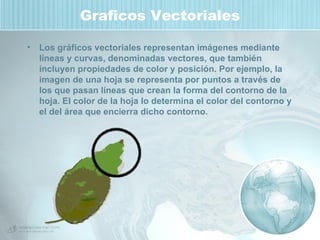 Graficos Vectoriales Los gráficos vectoriales representan imágenes mediante líneas y curvas, denominadas vectores, que también incluyen propiedades de color y posición. Por ejemplo, la imagen de una hoja se representa por puntos a través de los que pasan líneas que crean la forma del contorno de la hoja. El color de la hoja lo determina el color del contorno y el del área que encierra dicho contorno. 