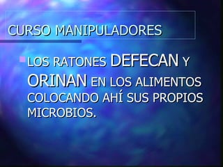 CURSO MANIPULADORES LOS RATONES  DEFECAN  Y  ORINAN  EN LOS ALIMENTOS COLOCANDO AHÍ SUS PROPIOS MICROBIOS. 