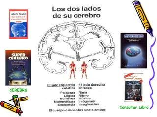 Consultar Libro CEREBRO 
