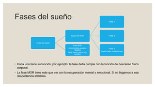 Fases del sueño
◦ Cada una tiene su función, por ejemplo: la fase delta cumple con la función de descanso físico
corporal.
◦ La fase MOR tiene más que ver con la recuperación mental y emocional. Si no llegamos a esa
despertamos irritables.
Fases del sueño
Fases NO MOR
FASE 1
FASE 2
FASE 3
(sueño delta, ondas lentas)
Fase MOR
(movimientos oculares
rápidos)
FASE PROFUNDA DEL
SUEÑO
 