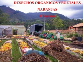 DESECHOS ORGÁNICOS VEGETALES
NARANJAS
8 Ton/mes
 