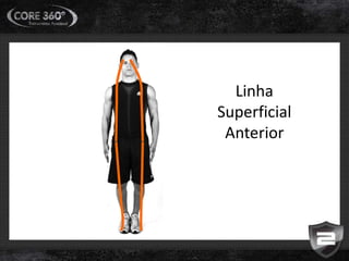 Linha
Superficial
Anterior
 