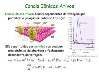 Canais Iônicos Ativos
Canais iônicos ativos: Canais dependentes da voltagem que
  permitem a geração de potencias de ação




São constituídos por portões que possuem
  uma dinâmica de abertura e fechamento
  dependente da voltagem:                   Fonte: N. Carlson, Physiology of Behavior Pearson Ed.
 