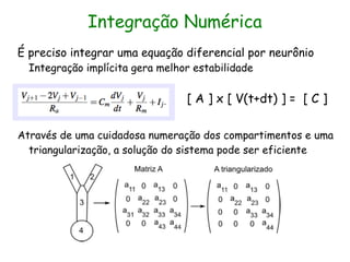 Integração Numérica
É preciso integrar uma equação diferencial por neurônio
  Integração implícita gera melhor estabilidade

                                 [ A ] x [ V(t+dt) ] = [ C ]

Através de uma cuidadosa numeração dos compartimentos e uma
  triangularização, a solução do sistema pode ser eficiente
 