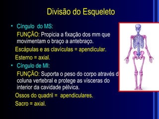 Divisão do Esqueleto
• Cíngulo do MS:
   FUNÇÃO: Propicia a fixação dos mm que
   movimentam o braço a antebraço.
  Escápulas e as clavículas = apendicular.
  Esterno = axial.
• Cíngulo de MI:
   FUNÇÃO: Suporta o peso do corpo através da
   coluna vertebral e protege as vísceras do
   interior da cavidade pélvica.
  Ossos do quadril = apendiculares.
  Sacro = axial.
 