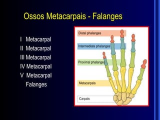Ossos Metacarpais - Falanges

I Metacarpal
II Metacarpal
III Metacarpal
IV Metacarpal
V Metacarpal
    Falanges
 