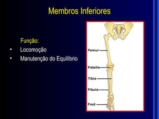 Membros Inferiores


    Função:
•   Locomoção
•   Manutenção do Equilíbrio
 