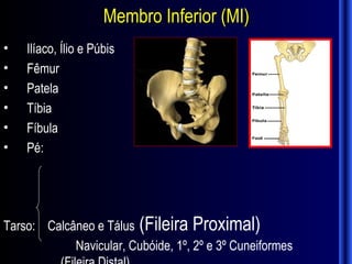 Membro Inferior (MI)
•   Ilíaco, Ílio e Púbis
•   Fêmur
•   Patela
•   Tíbia
•   Fíbula
•   Pé:




Tarso: Calcâneo e Tálus (Fileira Proximal)
            Navicular, Cubóide, 1º, 2º e 3º Cuneiformes
 