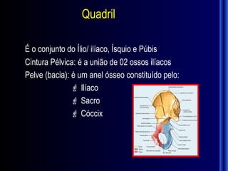 Quadril

É o conjunto do Ílio/ ilíaco, Ísquio e Púbis
Cintura Pélvica: é a união de 02 ossos ilíacos
Pelve (bacia): é um anel ósseo constituído pelo:
                Ilíaco
                Sacro
                Cóccix
 