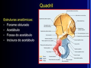 Quadril

Estruturas anatômicas:
- Forame obturado
- Acetábulo
- Fossa do acetábulo
- Incisura do acetábulo
 