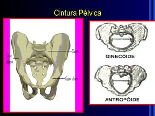 Cintura Pélvica
 