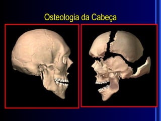 Osteologia da Cabeça
 