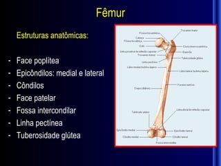Fêmur
    Estruturas anatômicas:

-   Face poplítea
-   Epicôndilos: medial e lateral
-   Côndilos
-   Face patelar
-   Fossa intercondilar
-   Linha pectínea
-   Tuberosidade glútea
 