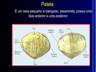 Patela
É um osso pequeno e triangular, sesamóide, possui uma
         face anterior e uma posterior
 