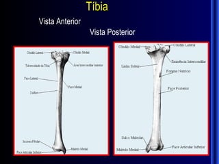 Tíbia
Vista Anterior
                 Vista Posterior
 
