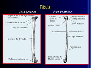 Fíbula
Vista Anterior            Vista Posterior
 
