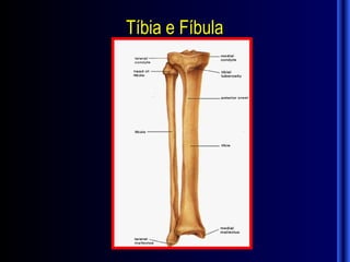 Tíbia e Fíbula
 