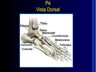 Pé
Vista Dorsal




         Metatarsianos
 