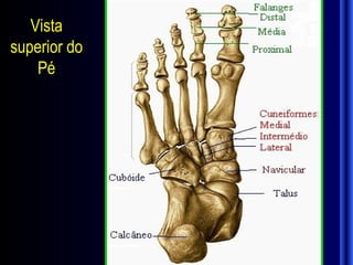 Vista
superior do
    Pé
 