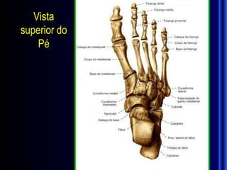 Vista
superior do
    Pé
 