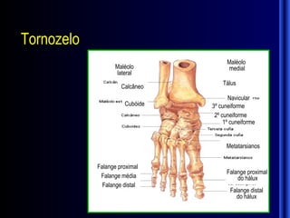 Tornozelo
                                      Maléolo
                   Maléolo             medial
                   lateral
                                    Tálus
                     Calcâneo
                                       Navicular
                      Cubóide   3º cuneiforme
                                 2º cuneiforme
                                     1º cuneiforme


                                      Metatarsianos


            Falange proximal
                                      Falange proximal
             Falange média                do hálux
              Falange distal
                                       Falange distal
                                         do hálux
 