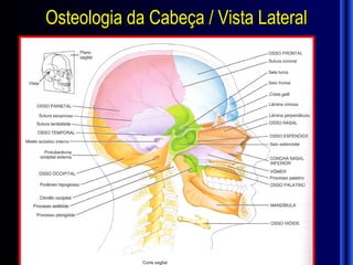 Osteologia da Cabeça / Vista Lateral
 