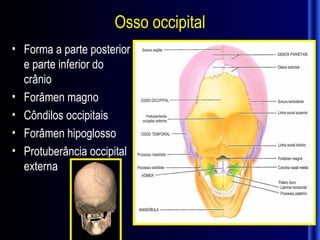Osso occipital
• Forma a parte posterior
  e parte inferior do
  crânio
• Forâmen magno
• Côndilos occipitais
• Forâmen hipoglosso
• Protuberância occipital
  externa
 