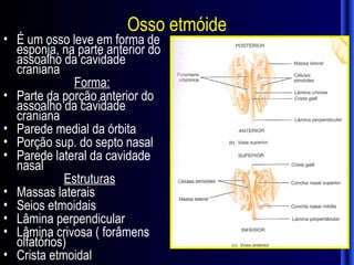 Osso etmóide
• É um osso leve em forma de
  esponja, na parte anterior do
  assoalho da cavidade
  craniana
              Forma:
• Parte da porção anterior do
  assoalho da cavidade
  craniana
• Parede medial da órbita
• Porção sup. do septo nasal
• Parede lateral da cavidade
  nasal
            Estruturas
• Massas laterais
• Seios etmoidais
• Lâmina perpendicular
• Lâmina crivosa ( forâmens
  olfatórios)
• Crista etmoidal
 