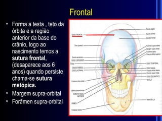 Frontal
• Forma a testa , teto da
  órbita e a região
  anterior da base do
  crânio, logo ao
  nascimento temos a
  sutura frontal,
  (desaparece aos 6
  anos) quando persiste
  chama-se sutura
  metópica.
• Margem supra-orbital
• Forâmen supra-orbital
 