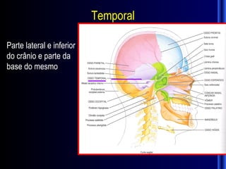Temporal

Parte lateral e inferior
do crânio e parte da
base do mesmo
 