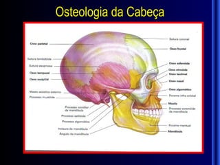 Osteologia da Cabeça
 