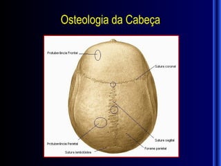 Osteologia da Cabeça
 