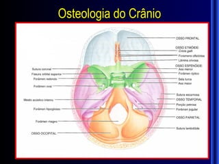Osteologia do Crânio
 