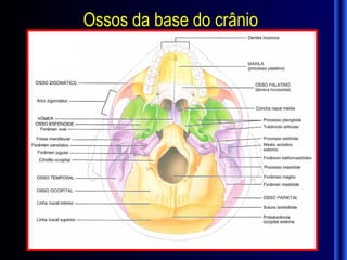 Ossos da base do crânio
 