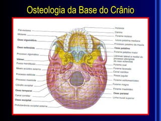 Osteologia da Base do Crânio
 