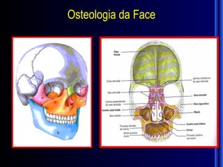 Osteologia da Face
 