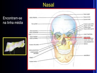 Nasal

Encontram-se
na linha média
 