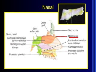 Nasal
 