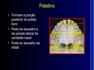 Palatino
• Formam a porção
  posterior do palato
  duro
• Parte do assoalho e
  da parede lateral da
  cavidade nasal
• Parte do assoalho da
  órbita
 