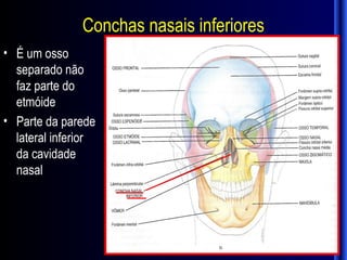 Conchas nasais inferiores
• É um osso
  separado não
  faz parte do
  etmóide
• Parte da parede
  lateral inferior
  da cavidade
  nasal
 