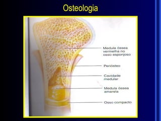 Osteologia
 