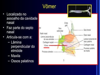 Vômer
• Localizado no
  assoalho da cavidade
  nasal
• Faz parte do septo
  nasal
• Articula-se com a:
   – Lâmina
     perpendicular do
     etmóide
   – Maxila
   – Ossos palatinos
 