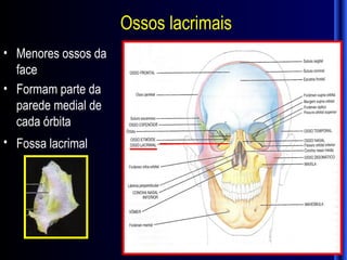 Ossos lacrimais
• Menores ossos da
  face
• Formam parte da
  parede medial de
  cada órbita
• Fossa lacrimal
 