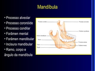 Mandíbula
• Processo alveolar
• Processo coronóide
• Processo condilar
• Forâmen mental
• Forâmen mandibular
• Incisura mandibular
• Ramo, corpo e
ângulo da mandíbula
 