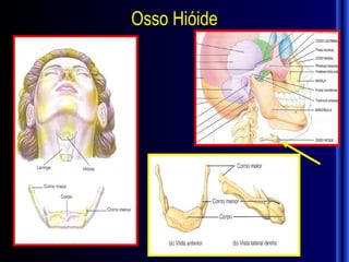 Osso Hióide
 