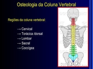 Osteologia da Coluna Vertebral

Regiões da coluna vertebral:

      → Cervical
      → Torácica /dorsal
      → Lombar
      → Sacral
      → Coccígea
 