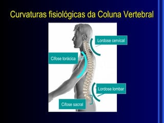 Curvaturas fisiológicas da Coluna Vertebral

                                  Lordose cervical


            Cifose torácica




                                  Lordose lombar


                  Cifose sacral
 