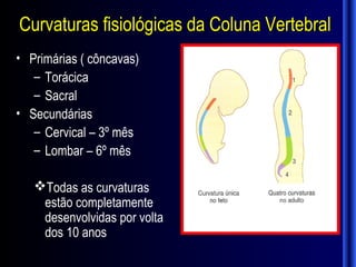Curvaturas fisiológicas da Coluna Vertebral
• Primárias ( côncavas)
   – Torácica
   – Sacral
• Secundárias
   – Cervical – 3º mês
   – Lombar – 6º mês

   Todas as curvaturas
    estão completamente
    desenvolvidas por volta
    dos 10 anos
 
