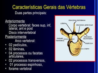 Características Gerais das Vértebras
       Duas partes principais:

Anteriormente
  Corpo vertebral: faces sup, inf,
  lateral, ant e post
  Disco intervertebral
Posteriormente
       Arco vertebral:
• 02 pedículos,
• 02 lâminas,
• 04 processos ou facetas
  articulares,
• 02 processos transversos,
• 01 processo espinhoso,
• forame vertebral
 