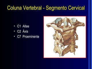 Coluna Vertebral - Segmento Cervical


   • C1 Atlas
   • C2 Áxis
   • C7 Proeminente
 